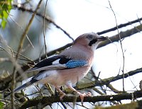 Bild: Fr&uuml;hlingserwachen in der Promenade