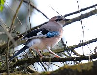 Bild: Fr&uuml;hlingserwachen in der Promenade