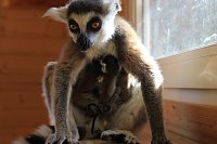 Bild: Kattaweibchen adoptiert fremdes Affenbaby