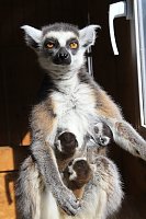 Bild: Kattaweibchen adoptiert fremdes Affenbaby