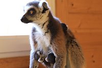 Bild: Kattaweibchen adoptiert fremdes Affenbaby