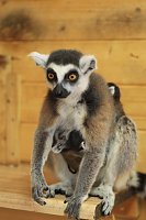 Bild: Kattaweibchen adoptiert fremdes Affenbaby