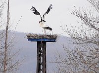 Bild: Wieder