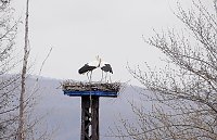 Bild: Wieder