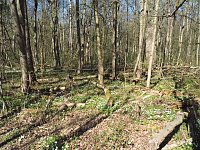 Bild: Auf dem Baumkronenpfad