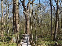 Bild: Auf dem Baumkronenpfad