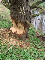 Hier ist der Biber zuhause Bild: Hier ist der Biber zuhause