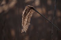 Bild: Abendspaziergang mit neuem Objektiv