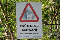 Sie brüten noch! Bild: Sie brüten noch!