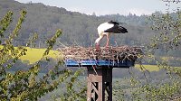 Bild: Storchenpaar in Kelbra