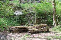 Auf dem Feuersalamanderpfad Bild: Auf dem Feuersalamanderpfad