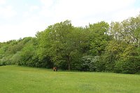 Auf dem Feuersalamanderpfad Bild: Auf dem Feuersalamanderpfad