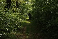 Auf dem Feuersalamanderpfad Bild: Auf dem Feuersalamanderpfad