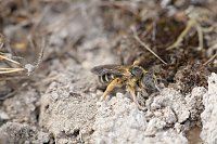Bild: Tag der biologischen Vielfalt am 22. Mai