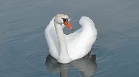 Bild: Tieraufnahmen