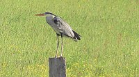 Bild: Tieraufnahmen