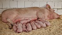 Bild: Landwirtschaft zum Staunen und Anfassen