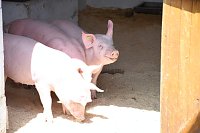 Hoffest der Van Asten Tierzucht Bild: Hoffest der Van Asten Tierzucht