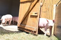 Hoffest der Van Asten Tierzucht Bild: Hoffest der Van Asten Tierzucht