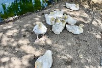Hoffest der Van Asten Tierzucht Bild: Hoffest der Van Asten Tierzucht