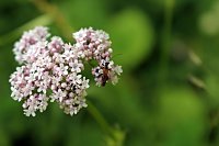 Bild: botanische Wanderung vor der eigenen Haust&uuml;r