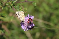Bild: botanische Wanderung vor der eigenen Haust&uuml;r
