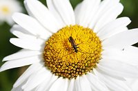 Bild: Es summt und brummt im Garten