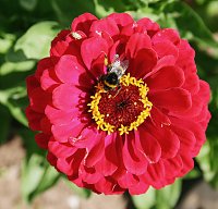 Bild: Es summt und brummt im Garten