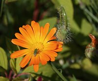 Bild: Es summt und brummt im Garten