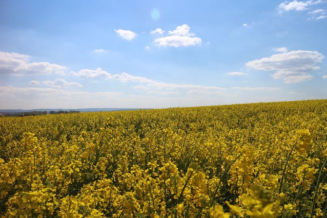 Verhinderter Feldbrand heute Mittag Bild: Verhinderter Feldbrand heute Mittag