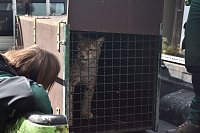 Bild: Mit Elba ist der zweite "Waldgeist" im B&auml;renpark eingezogen