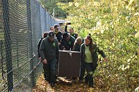 Bild: Mit Elba ist der zweite "Waldgeist" im B&auml;renpark eingezogen
