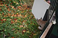 Bild: Mit Elba ist der zweite "Waldgeist" im B&auml;renpark eingezogen