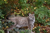 Bild: Mit Elba ist der zweite "Waldgeist" im B&auml;renpark eingezogen