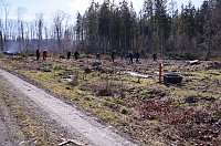 Bild: Baumzeit am Josephskreuz