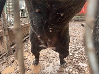 Bild: Fragw&uuml;rdige Hundehaltung in Werther