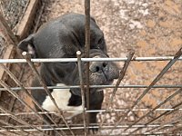 Bild: Fragw&uuml;rdige Hundehaltung in Werther