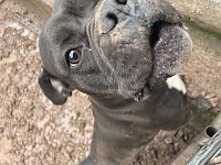 Bild: Fragw&uuml;rdige Hundehaltung in Werther