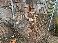 Bild: Fragw&uuml;rdige Hundehaltung in Werther