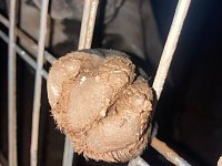 Bild: Fragw&uuml;rdige Hundehaltung in Werther