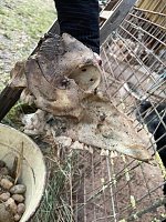 Bild: Fragw&uuml;rdige Hundehaltung in Werther