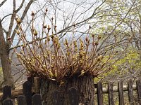 Bild: Fr&uuml;hlingsspuren auf dem Weg zur Ebersburg