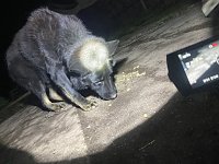 Bild: Ersch&uuml;tternde Bildbeweise von eklatanten Tierschutzvergehen