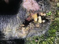 Bild: Ersch&uuml;tternde Bildbeweise von eklatanten Tierschutzvergehen