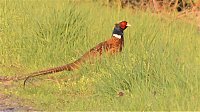 Bild: Fasan und Storch 