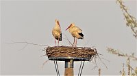 Bild: Fasan und Storch 