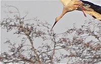 Bild: Fasan und Storch 