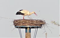Bild: Fasan und Storch 