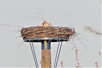 Bild: Fasan und Storch 