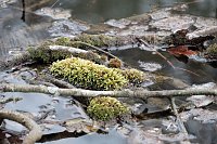 Bild: Peter Blei unterwegs in der Natur